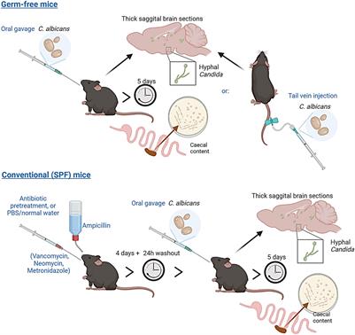 Absence of Bacteria Permits Fungal Gut-To-Brain Translocation and Invasion in Germfree Mice but Ageing Alone Does Not Drive Pathobiont Expansion in Conventionally Raised Mice